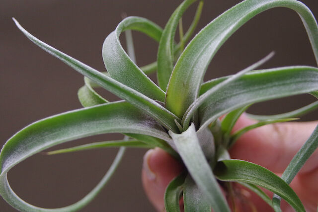 ベアコレアーレ × インターメディア 02号 | air-plants TENGU-DO