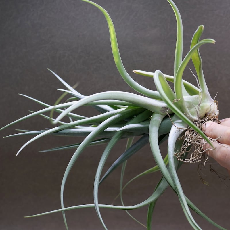デュラティ × ラティフォリア 01号 | air-plants TENGU-DO