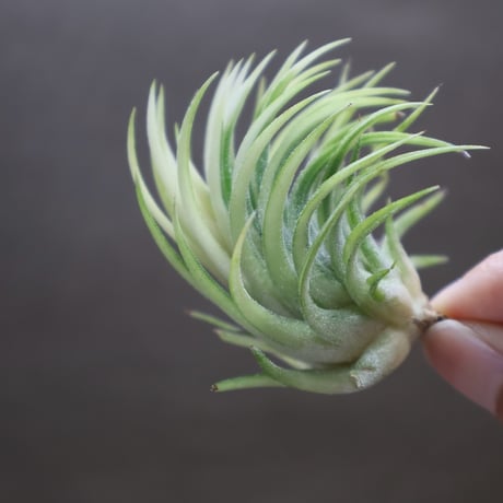CATEGORY 品種名：I/J/K/L | air-plants TENGU-DO