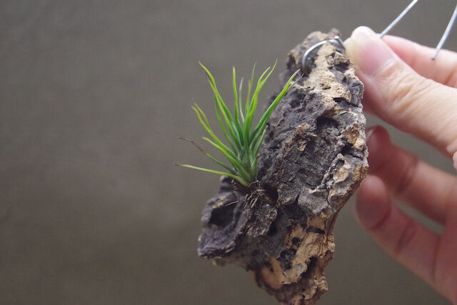 イッツィービッツィー 02号 | air-plants TENGU-DO