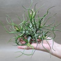 カピタータ ロハ ／ ロジャ 06号 | air-plants TENGU-DO