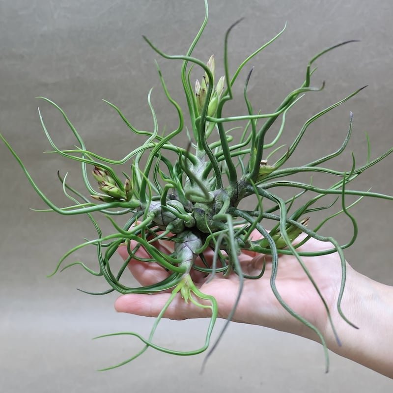 ブルボーサ クランプ 29号 | air-plants TENGU-DO