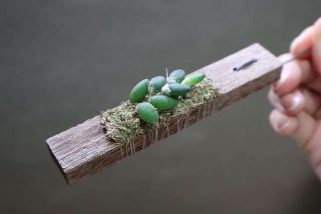 デンドロビューム リケナストラム 01号 | air-plants TENGU-DO