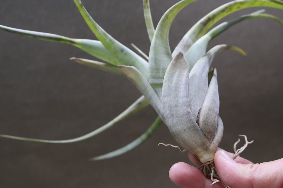 フレクスオーサ 13号 | air-plants TENGU-DO