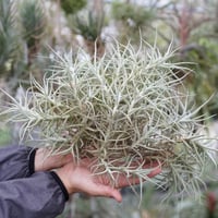 サカパネンシス 06号 | air-plants TENGU-DO