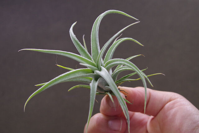 ベアコレアーレ × カプトメドーサエ ソノランスノー 03号 | air-plants