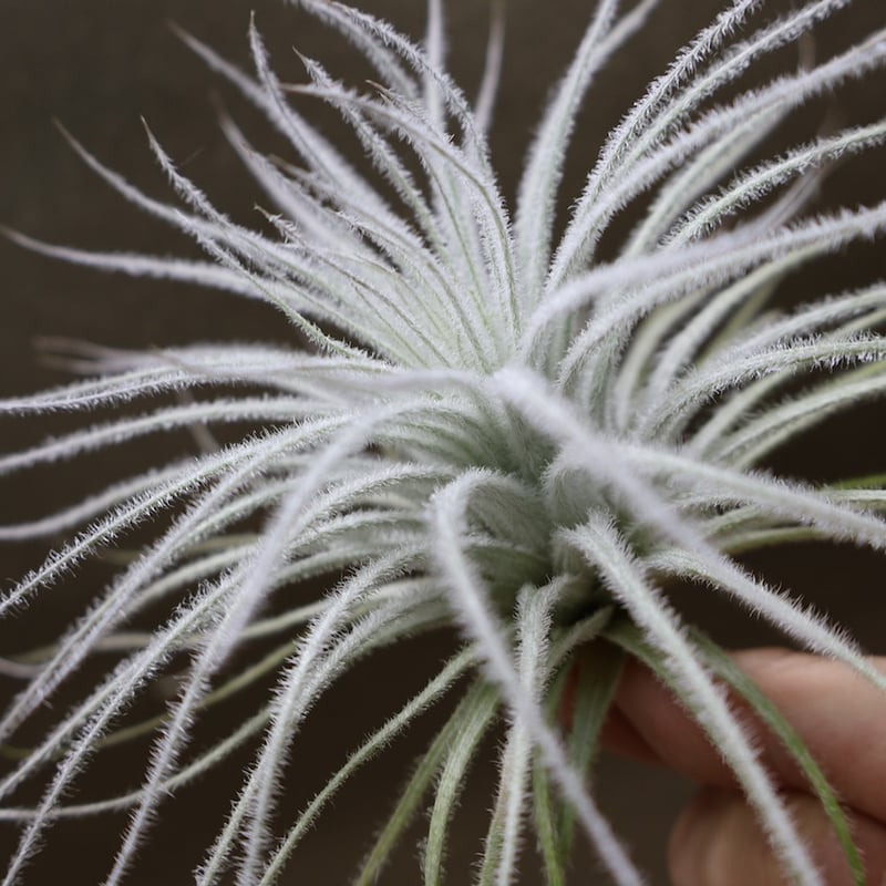 テクトラム Lサイズ19号 | air-plants TENGU-DO