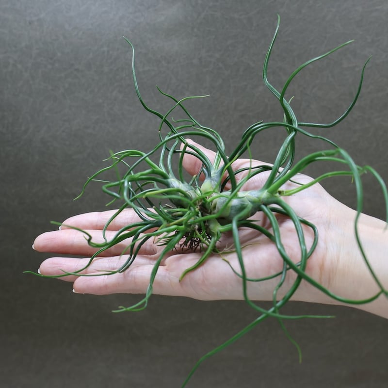 ブルボーサ クランプ 17号 | air-plants TENGU-DO