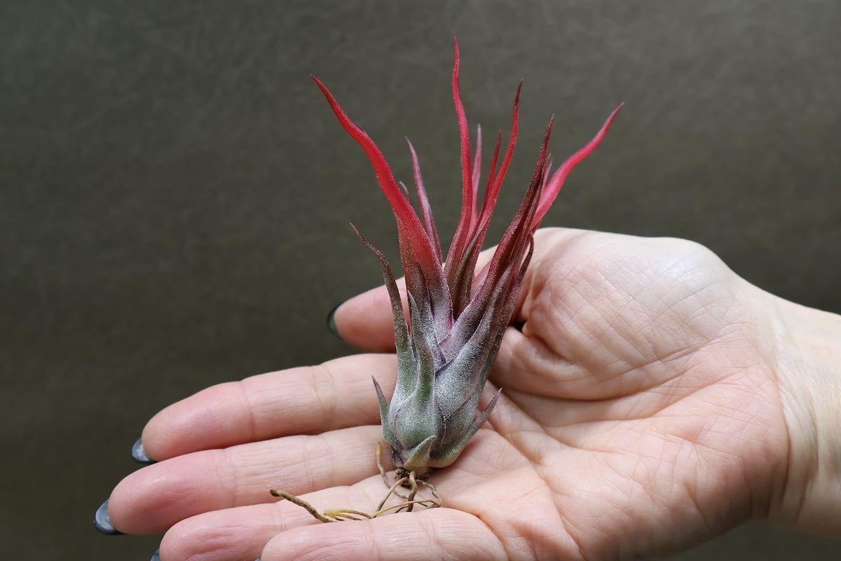 ジョエル （ブルボーサx イオナンタ） 32号 | air-plants TENGU-DO