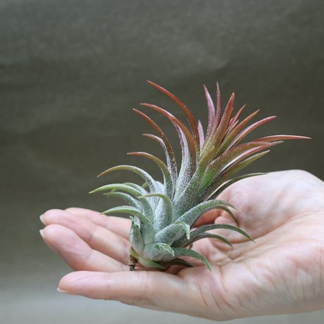 CATEGORY エアープランツ（ティランジア） | air-plants TENGU-DO