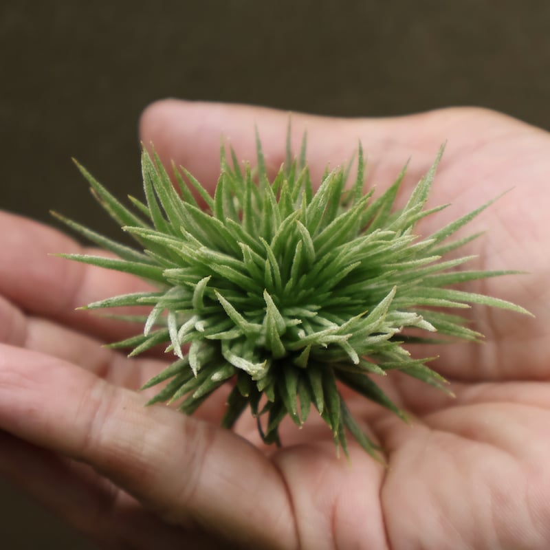 Tillandsia イオナンタ モンストローサ イオナンタ モンストローサ | チランジア+エレクトロニクス
