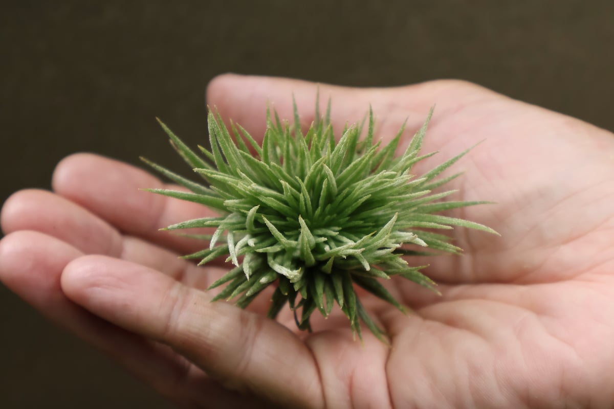 イオナンタ モンストローサ 17号 | air-plants TENGU-DO