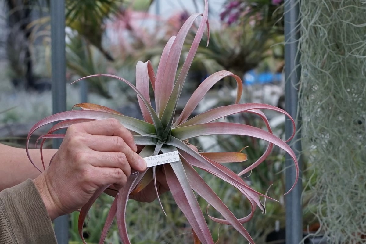 スタッフ特選】ココナッツ・グローブ XL | air-plants TENGU-DO