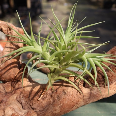 CATEGORY 品種名：E/F/G/H | air-plants TENGU-DO