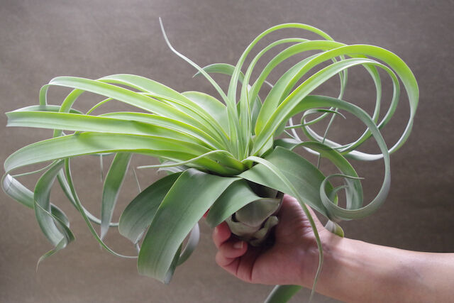 キセログラフィカ × ストレプトフィラ 01号 | air-plants TENGU-DO