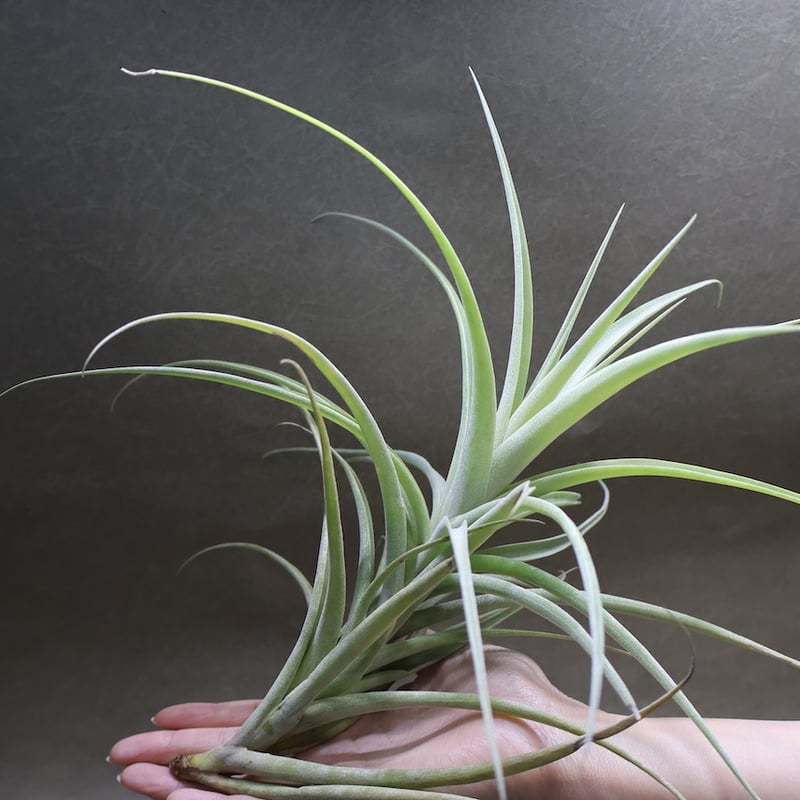 Tillandsia ラティフォリア レウコフィラ② ラティフォリア レウコフィラ latifolia var. leucophylla