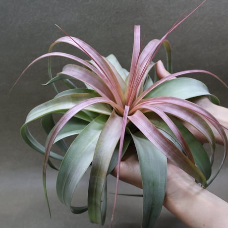 CATEGORY 品種名：Q/R/S/T | air-plants TENGU-DO