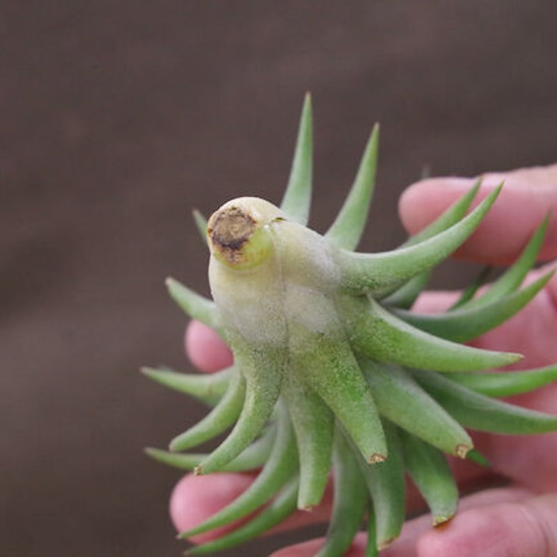 イオナンタ バンハイニンギー オレンジ 04号 | air-plants TENGU-DO イオナンタ バンハイニンギー オレンジ 04号 | air-plants TENGU-DO