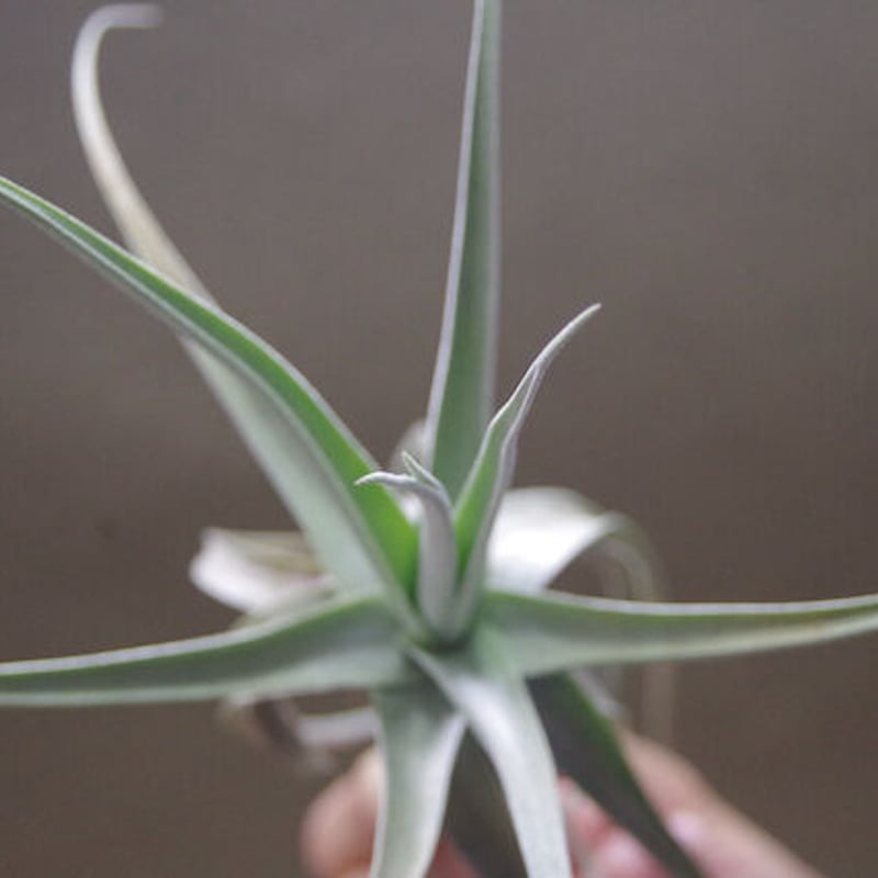 デュラティ×ガルドネリ 03号 | air-plants TENGU-DO