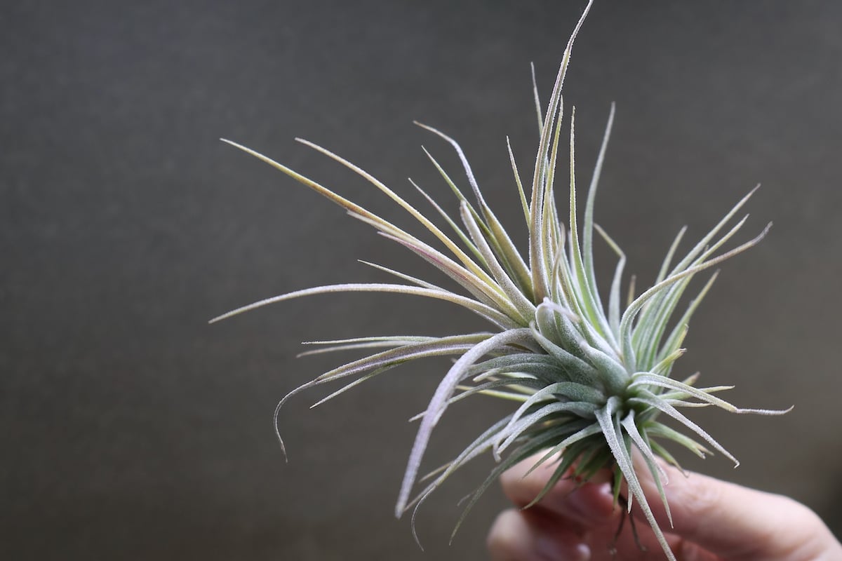 イオナンタフエゴ × エーレルシアナ 01号 | air-plants TENGU-DO