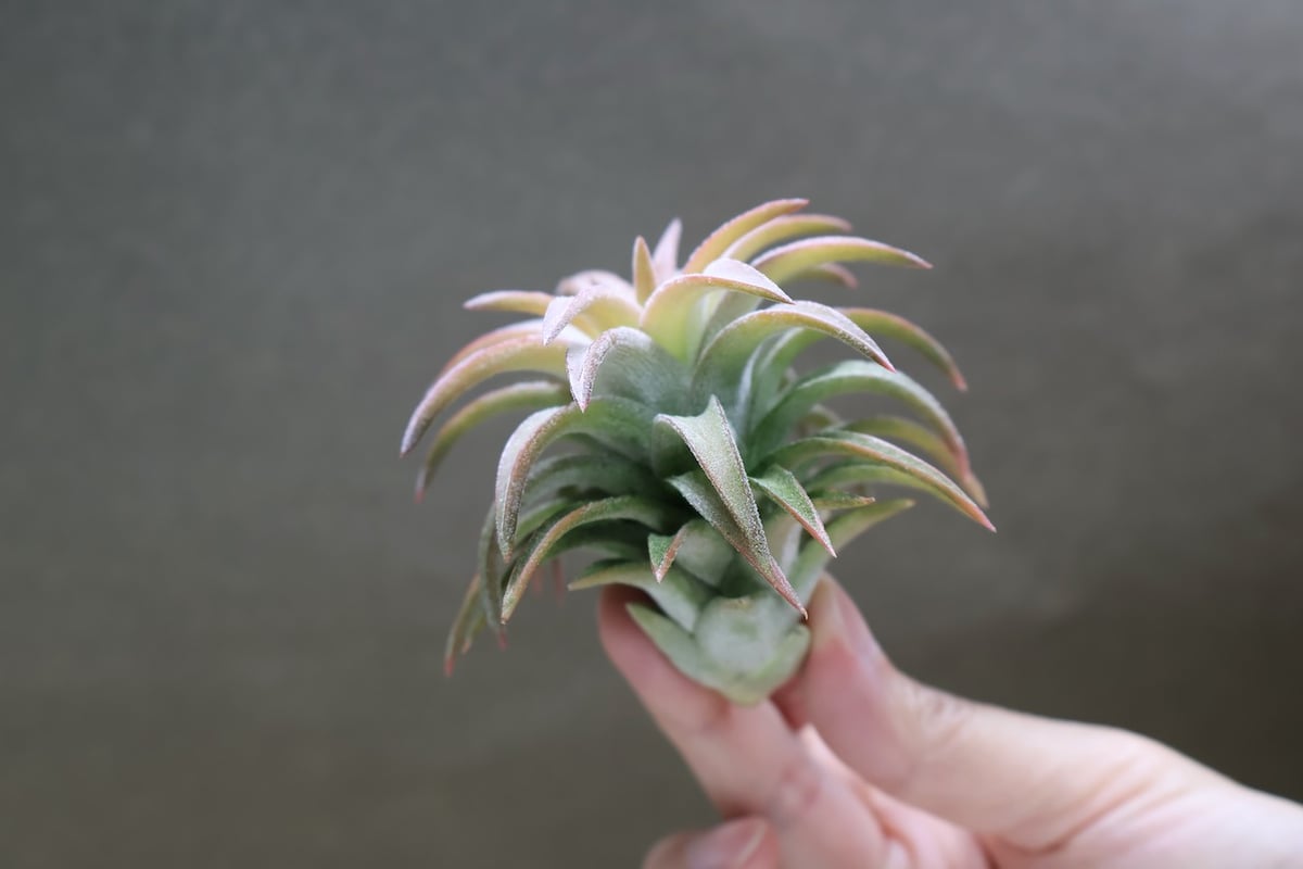 イオナンタ バンハイニンギー ジャンボ 120号 | air-plants TENGU-DO