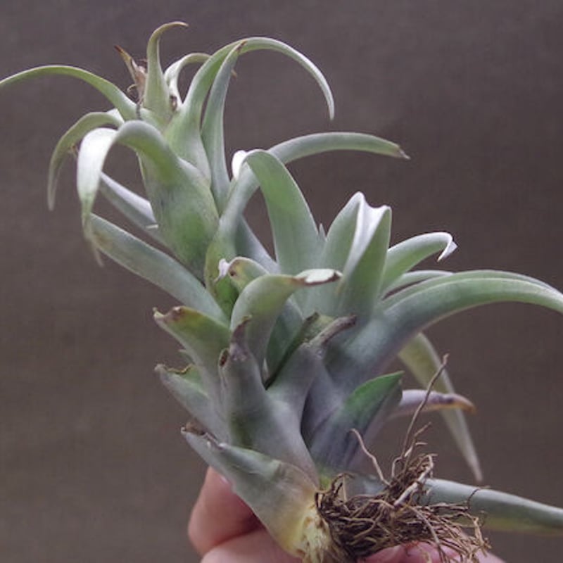 カピタータ イエロースター 20号 | air-plants TENGU-DO