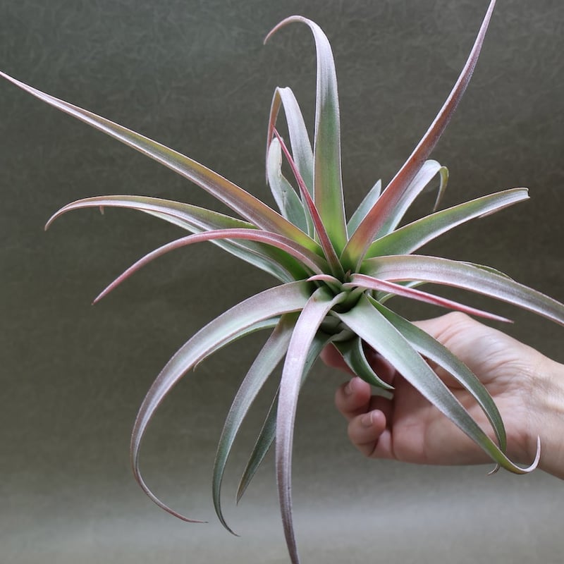 キセログラフィカ × イオナンタバンハイニンギー 05号 | air-plants