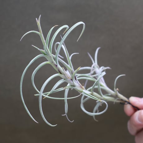 エアープランツ air-plants TENGU-DO