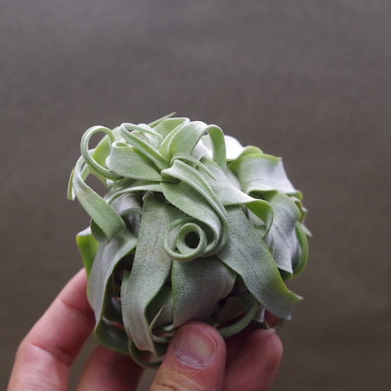 ストレプトフィラ Mサイズ | air-plants TENGU-DO