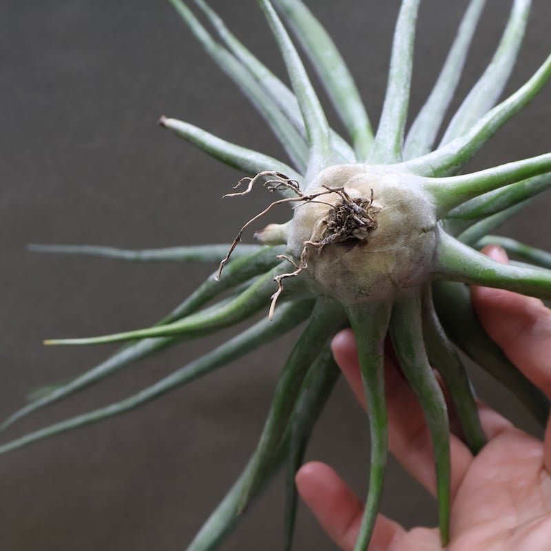 チランジア エーレルシアナ x ブルボーサ 速達+発泡スチロールおまけ