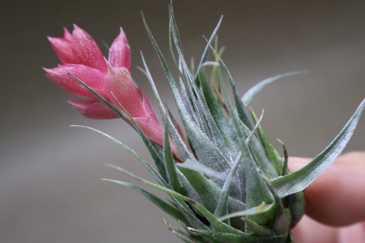 カウツキー 13号 | air-plants TENGU-DO カウツキー 13号 | air-plants TENGU-DO