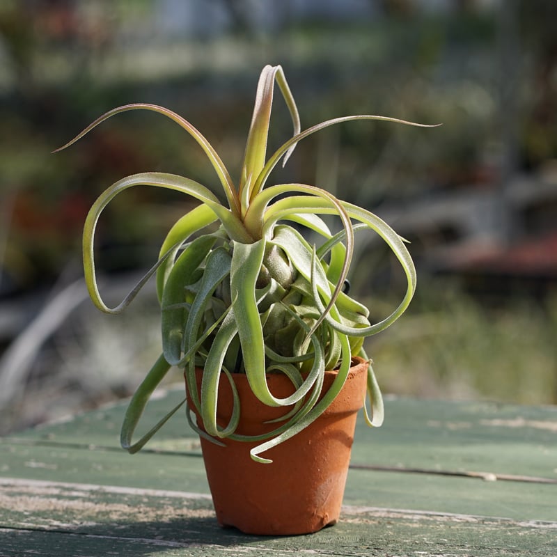 スタッフ特選】ストレプトフィラ 鉢着生 | air-plants TENGU-DO