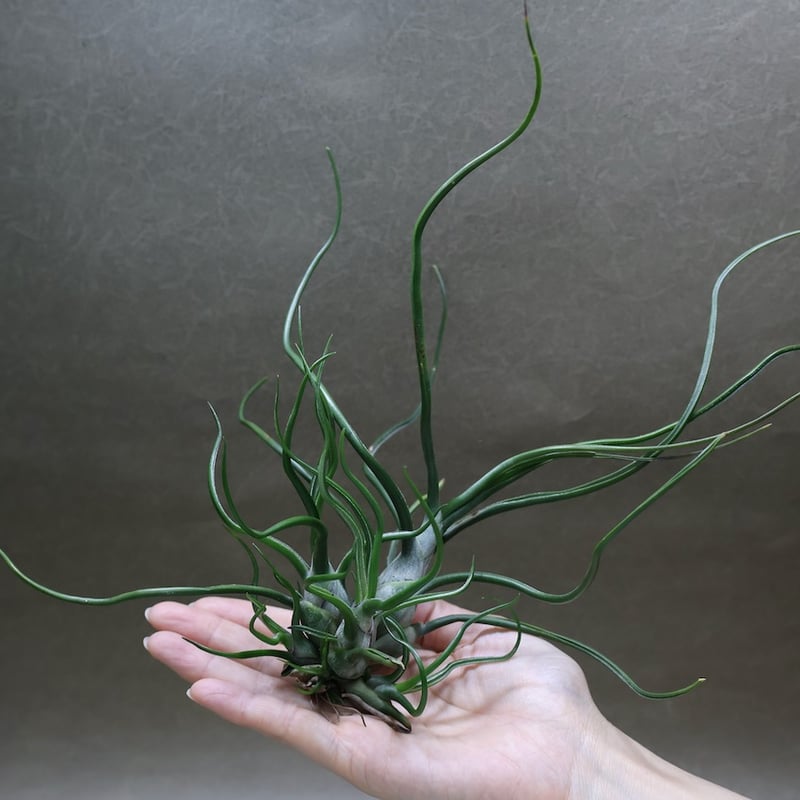 ブルボーサ クランプ 28号 | air-plants TENGU-DO