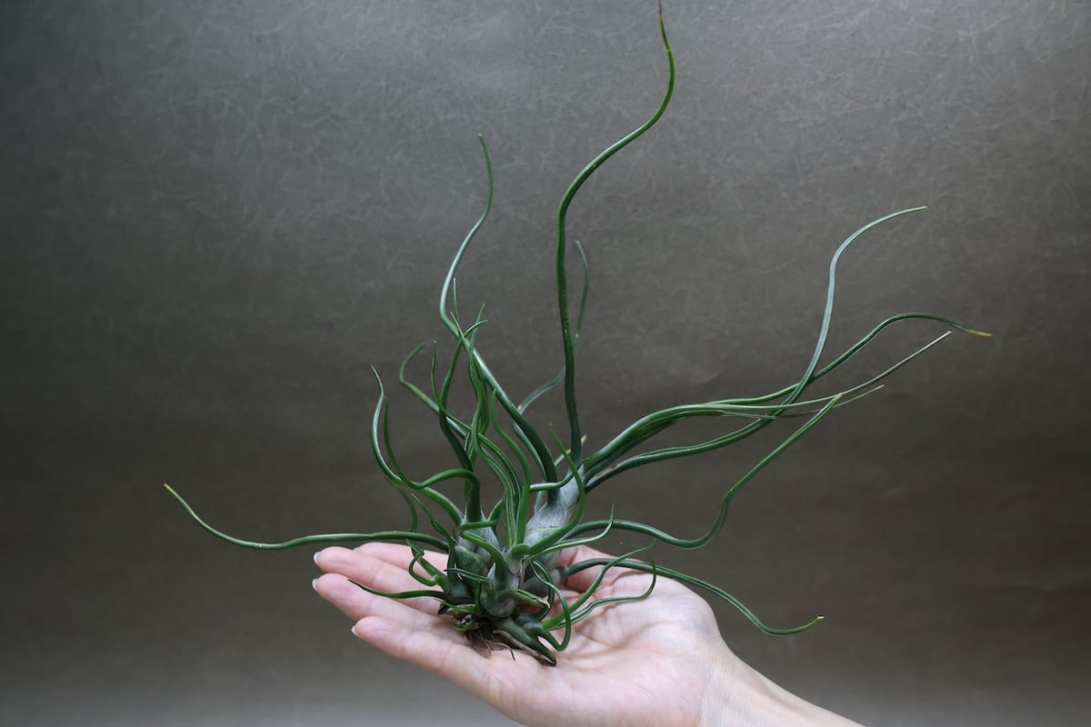 ブルボーサ クランプ 28号 | air-plants TENGU-DO