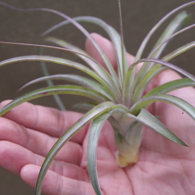 ヘザーズブラッシュ（ ブラキカウロス × エクセルタ ）Sサイズ 14号