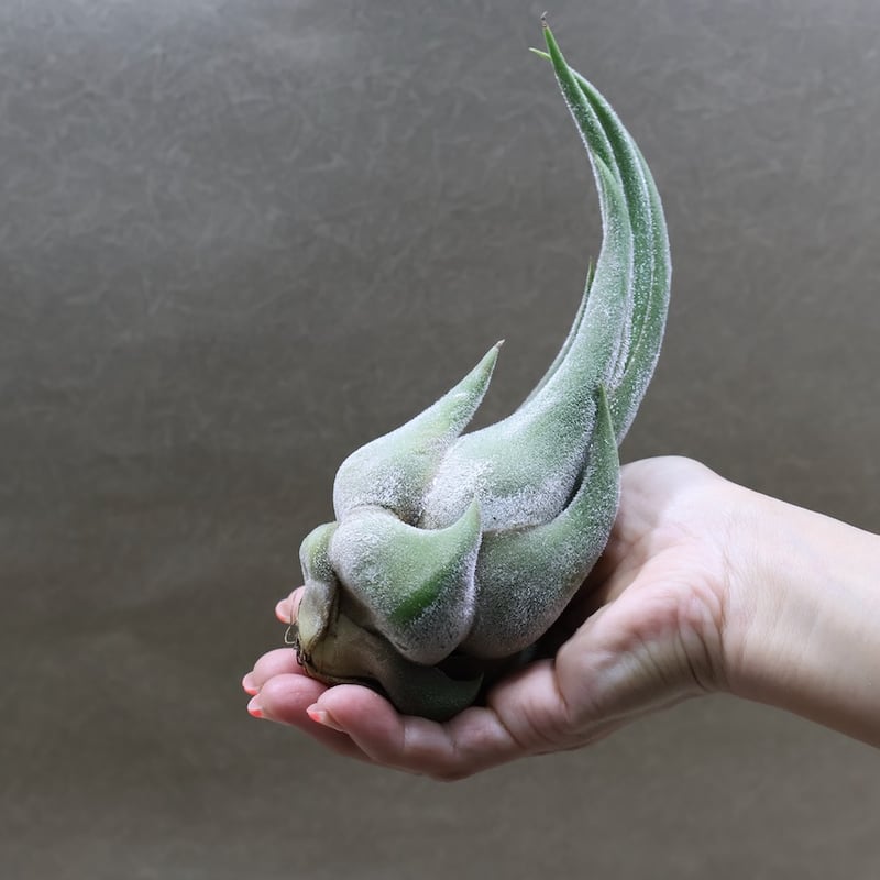 セレリアナ L size 41号 | air-plants TENGU-DO