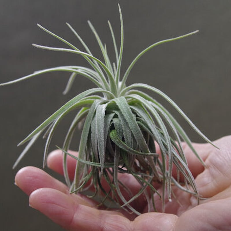 モーリアナ 20号 | air-plants TENGU-DO