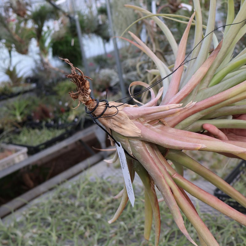 ロドセファラ 01号 | air-plants TENGU-DO