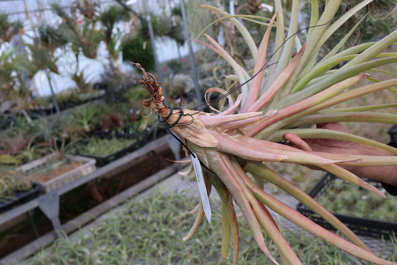 エアープランツ 小型 ロドセファラ ロドセファラ 01号 | air-plants TENGU-DO