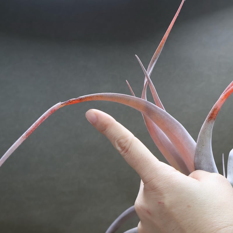 チランジア キセログラフィカ × カピタータ マロン キセログラフィカ ×カピタータ マロン 07号 | air-plants TENGU-DO