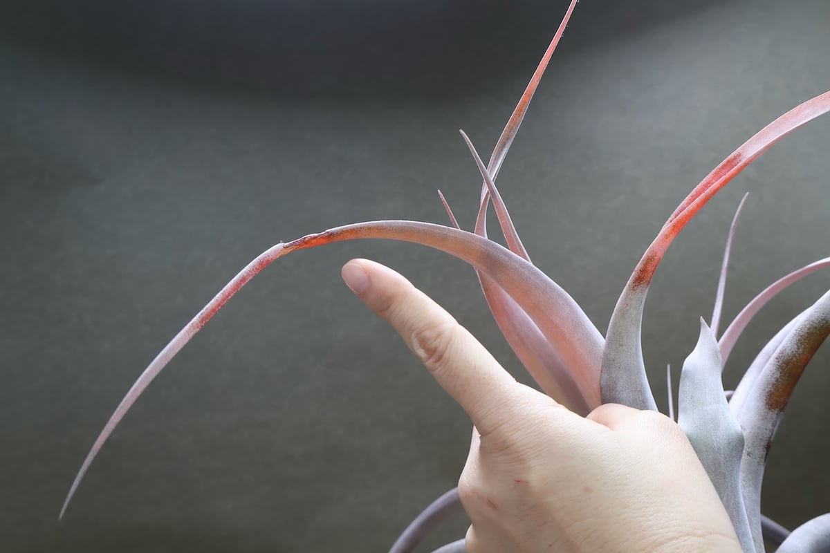 チランジア キセログラフィカ × カピタータ マロン キセログラフィカ ×カピタータ マロン 07号 | air-plants TENGU-DO