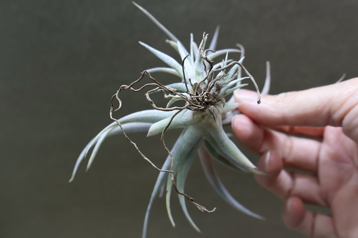 チアペンシス ギガンテスコ 21号 | air-plants TENGU-DO
