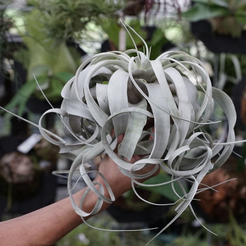 スタッフ特選】キセログラフィカ ロングリーフ B号 | air-plants TENGU-DO