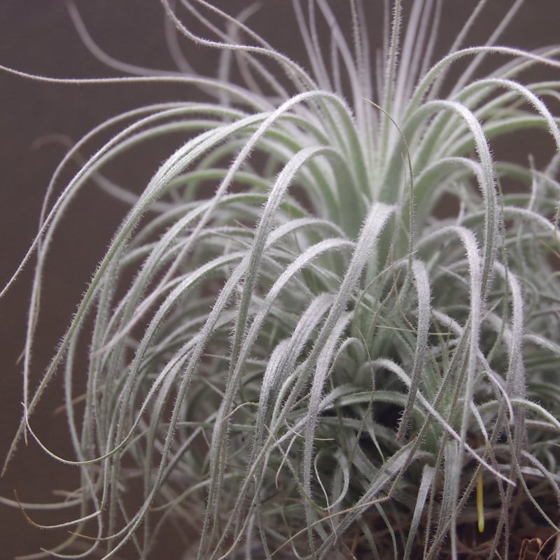 テクトラム クランプ01号 | air-plants TENGU-DO