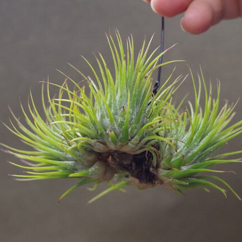 イオナンタ ストリクタ クランプ | air-plants TENGU-DO