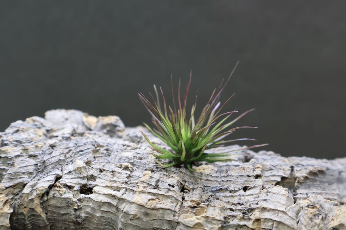 チランジア　イッツィービッツィー 謎多き小型種【ショータイム イッツィービッツィー】Tillandsia