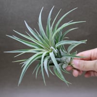 超希少❗️交配種❗️チランジア　ヘザーズブラッシュ （ブラキカウロス×エクセルタ）✨ ヘザーズブラッシュ（ ブラキカウロス × エクセルタ ）25号