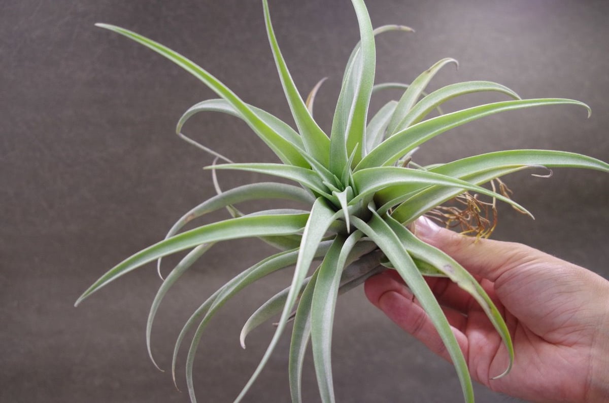 カピタータ シルバーローズ ×ブラキカウロス 01号 | air-plants TENGU-DO