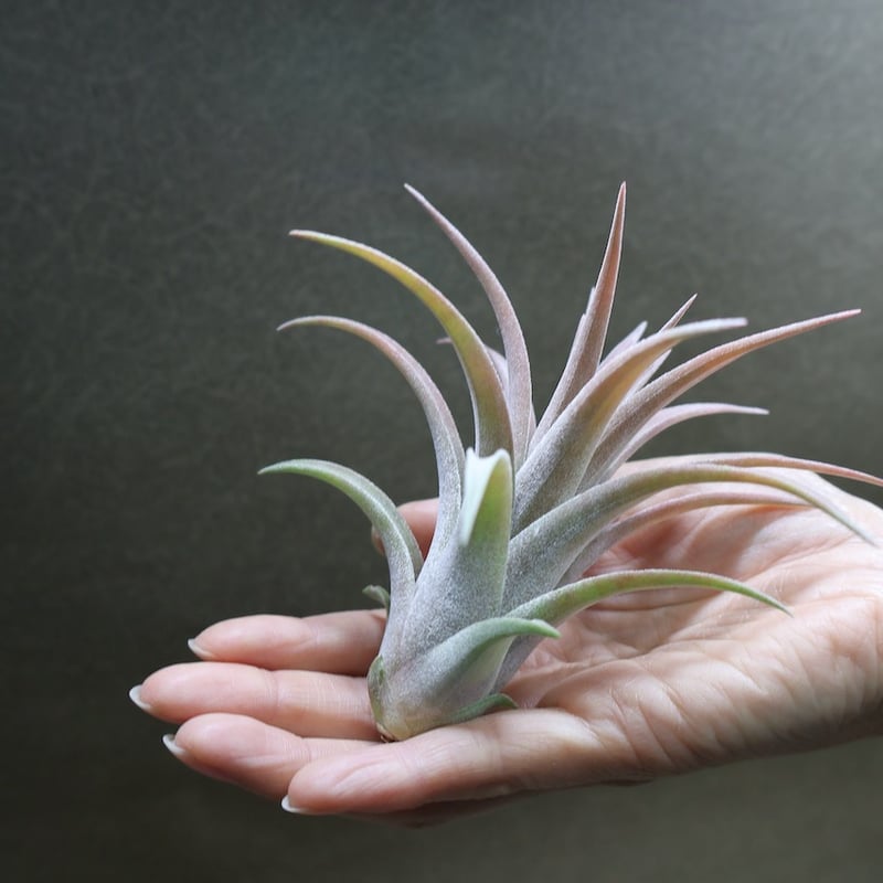 菫〉Tillandsia リオホンドエンシス R F x イオナンタフエゴ リオ