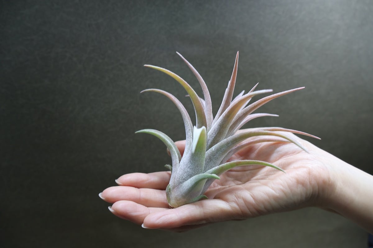 リオホンドエンシス × イオナンタ 12号 | air-plants TENGU-DO